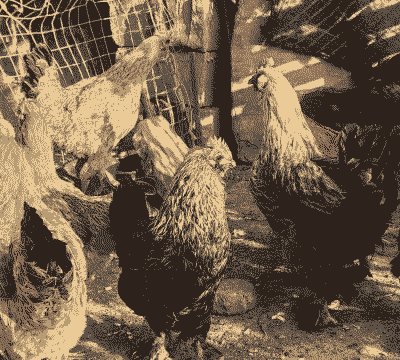 土鸡养殖真的赚钱吗