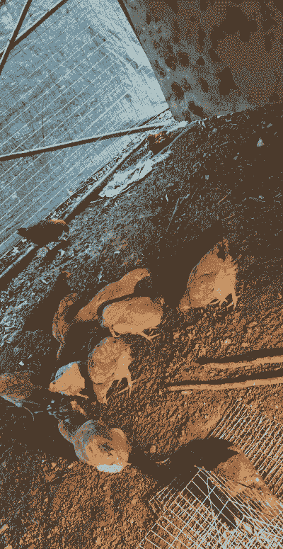 农村养殖土鸡如何保温