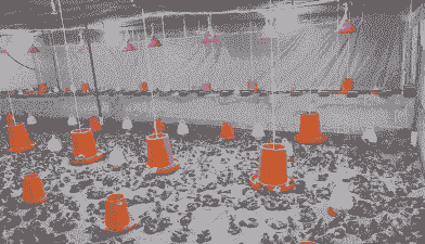 冬天养殖土鸡技术