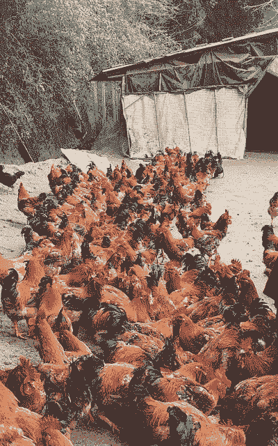 土鸡养殖多久才能买卖