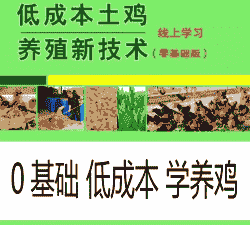 土鸡养殖成本和技术