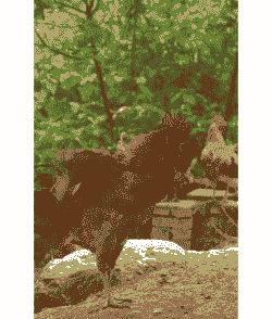 绿色养殖的土鸡品种