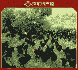 养殖土鸡喂什么划算