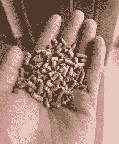 土鸡养殖喂什么饲料