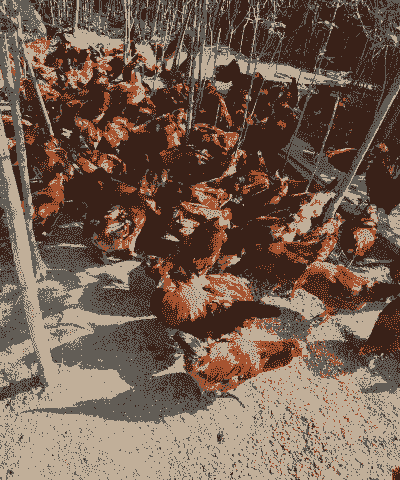 玉米地养殖土鸡行吗