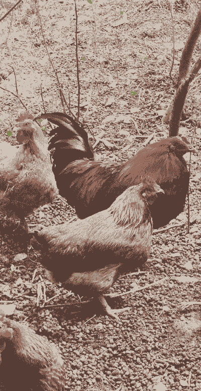 土鸡养殖几年才能出栏