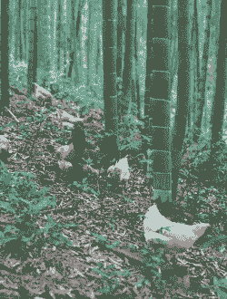 竹林中养殖土鸡好吗