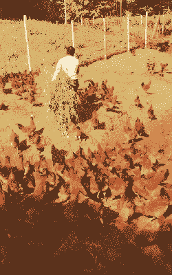 蓝莓园土鸡养殖方法