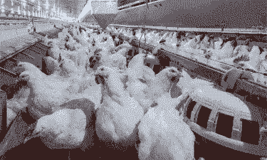 养殖土鸡证件的办理