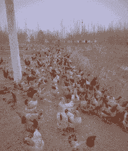 湖北养殖什么品种土鸡