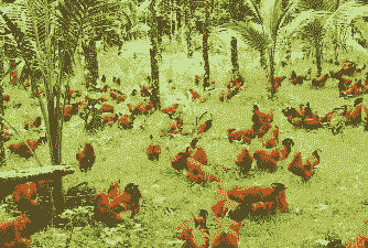 土鸡养殖会亏吗