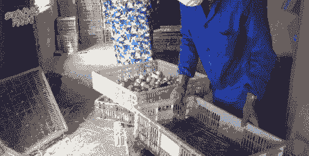 土鸡养殖准备工作