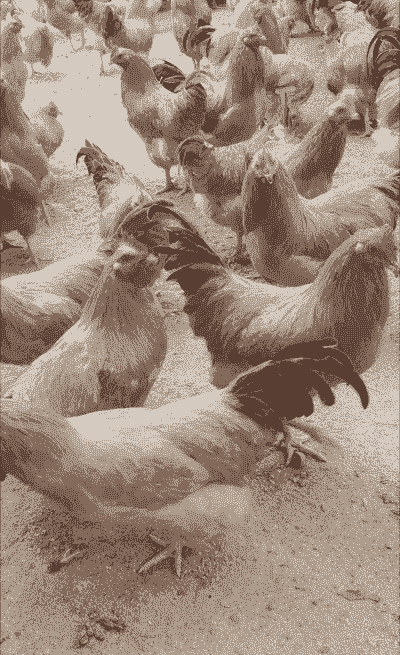 养殖土鸡喂什么好