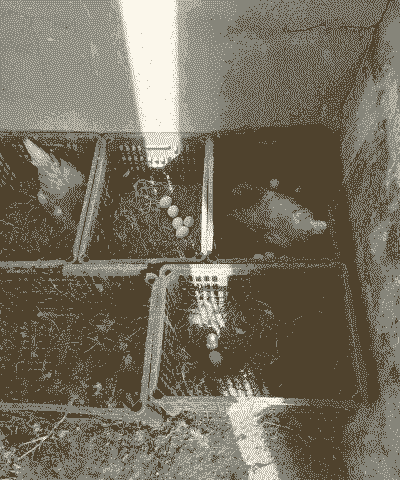 土鸡产蛋养殖方法