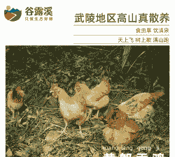 湘黄土鸡养殖方法