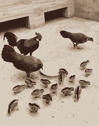 茶园生态土鸡养殖方法