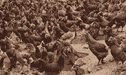 毛血土鸡养殖周期