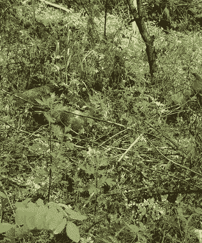 农村绿色土鸡养殖方法