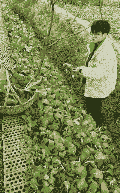 土鸡蛋绿色养殖方法