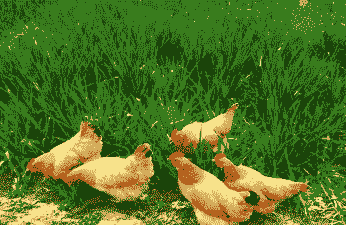 土鸡养殖用什么牧草