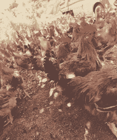 创业养殖土鸡前景如何