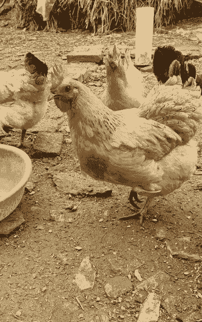 王胖土鸡养殖方法