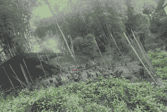 呼市哪里卖养殖土鸡