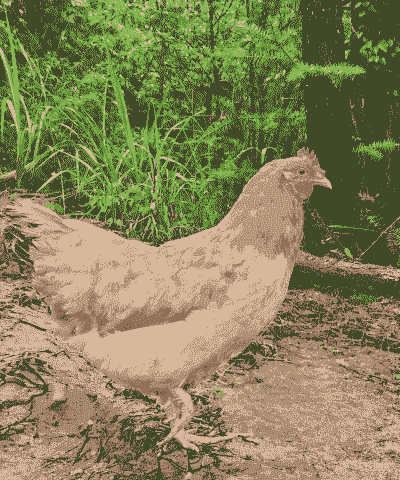 土鸡养殖利润及前景