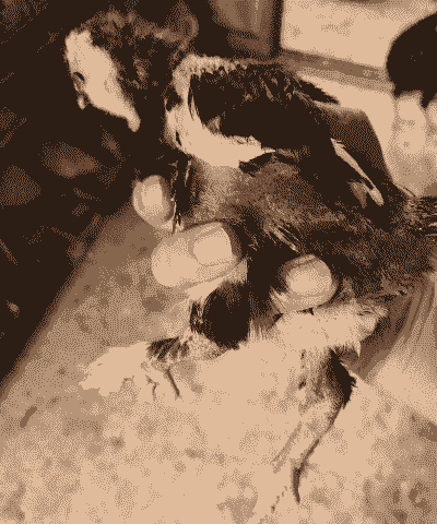 怎样养殖优质土鸡仔