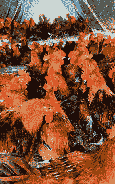 淮南草土鸡养殖要点