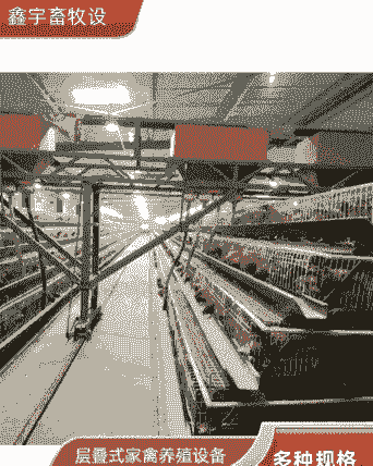 土鸡养殖有什么商机