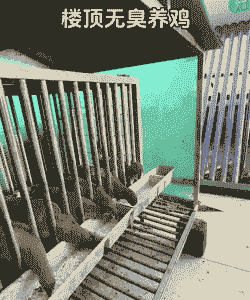 屋顶土鸡的养殖方法