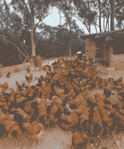 土鸡养殖多久上市最好