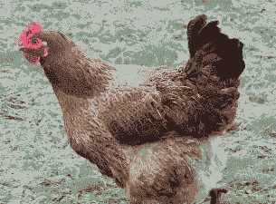 养殖土鸡什么品种好