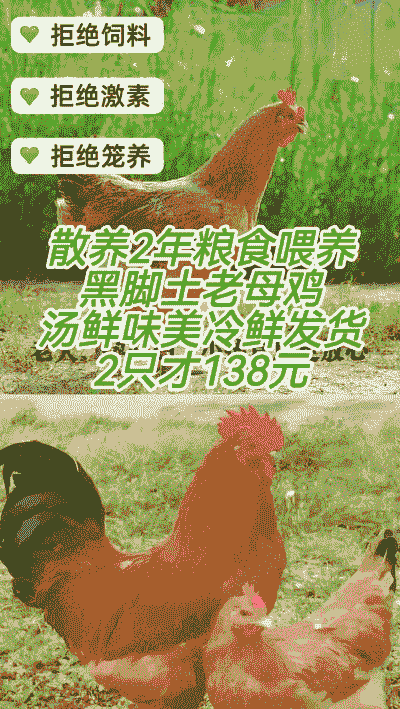 土鸡养殖什么营养好