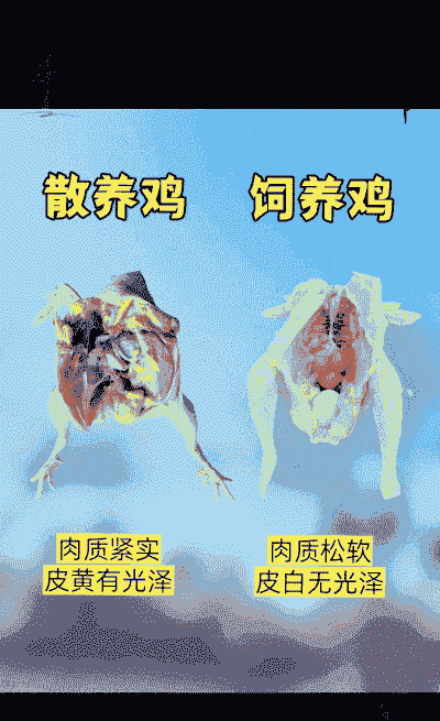 土鸡养殖与销售技巧