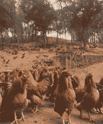 山地养殖土鸡的利润