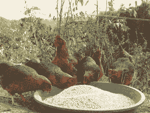 土鸡养殖喂什么好