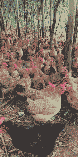 养殖广西土鸡赚钱吗