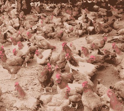 广东养殖土鸡的品种