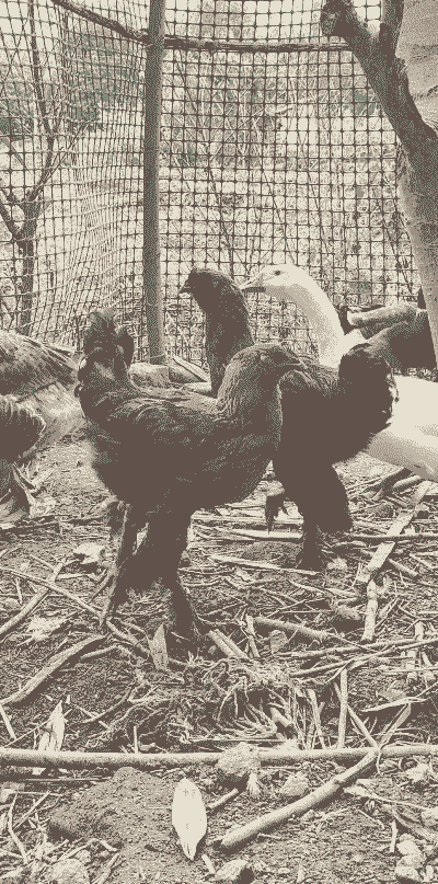 无量山土鸡的养殖技术