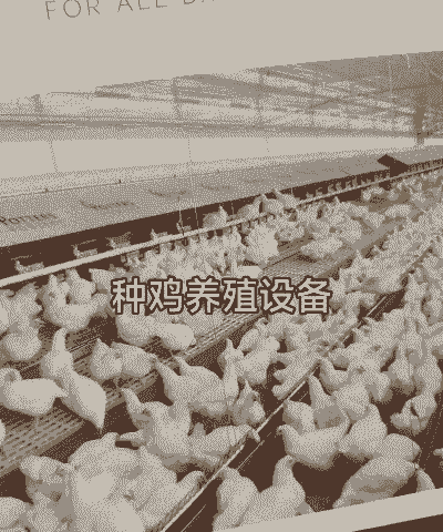 养殖土鸡有什么商机吗