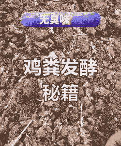 养殖土鸡如何发酵粪便呢