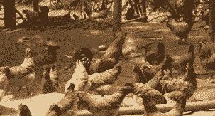 土鸡养殖主要风险有多大