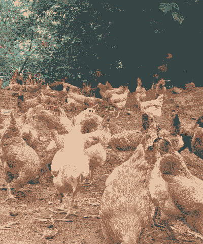 养殖蛋鸡还是土鸡哪个好