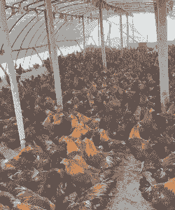 江西土鸡养殖场价格