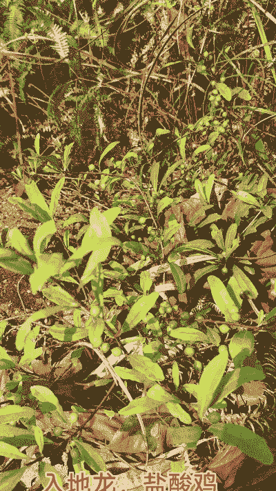 适合养殖土鸡的草药