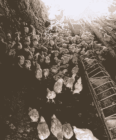 土鸡养殖业的现状