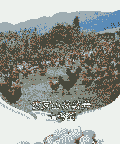 山上土鸡蛋的养殖方法