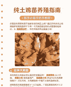 土鸡苗养殖新方法